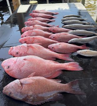 Productive Snapper Fishing Charter Catch