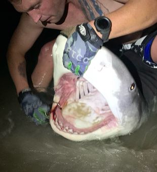 Shark Sneads Ferry saltwater fishing​