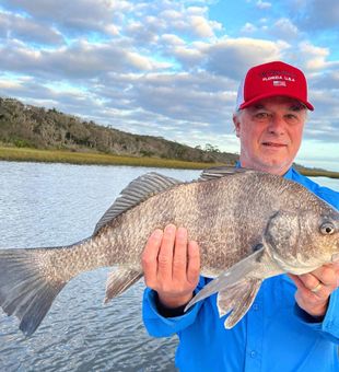 Black Drum in Florida