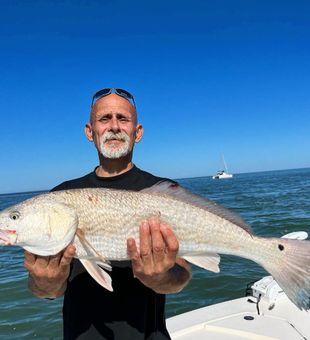 Red drum in St. Augustine, FL