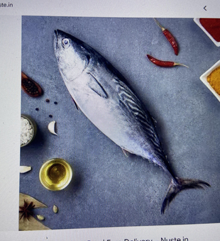 Fresh Atlantic Bonito ready for the kitchen! Great catch using fly fishing techniques.