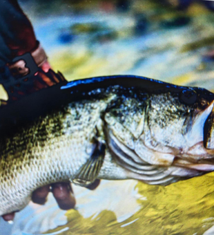 Nice bass on the pliers today! Partly cloudy conditions made for some exciting fishing.