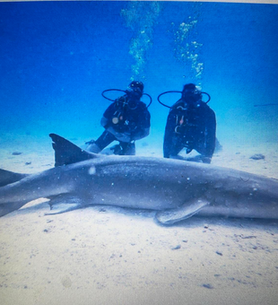Incredible shark encounter on the California ocean floor!