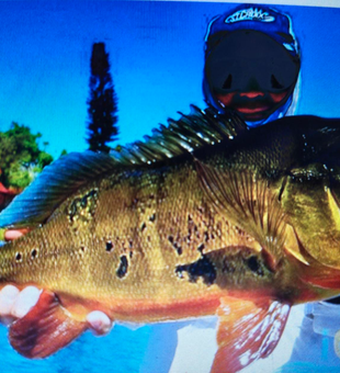 California peacock bass making a perfect catch!
