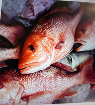 Fresh red snapper on ice - exciting catch using fly fishing and heavy tackle techniques!
