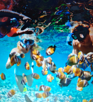 Exploring vibrant underwater worlds in California's crystal clear waters!