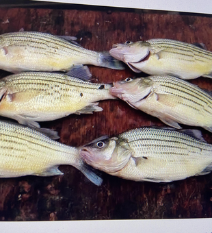 Blasted today with 7 fish using multiple techniques! Great mixed bag of wipers and yellow bass.