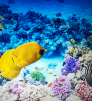 Best adventure diving spot with vibrant coral reef and exciting tropical fish varieties.