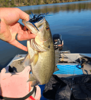 Largemouth Bass Hooked in Virginia Beach, VA