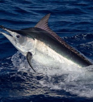 Big game fishing at its finest in Kailua-Kona.