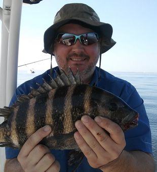 Sheepshead in Tampa