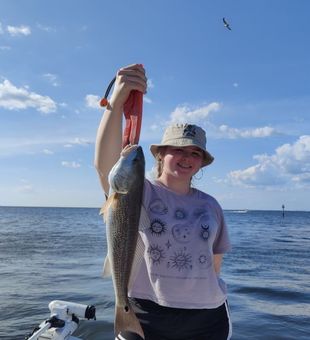Solid redfish inshore catch