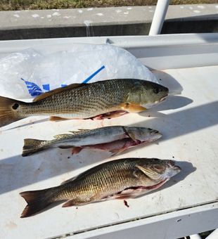 Quality redfish and speckled trout catch