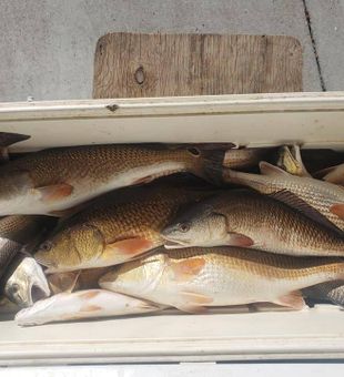 Redfish in Delacroix, LA