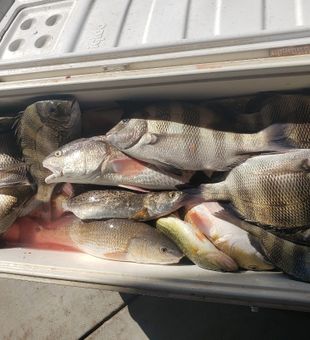 Louisiana Sheepshead