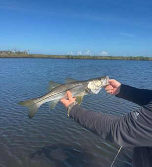 Spring Hill Snook Fishing Success