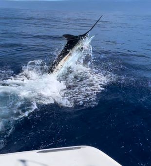 Reel in the Fun: Kona Fishing Trips Delight!