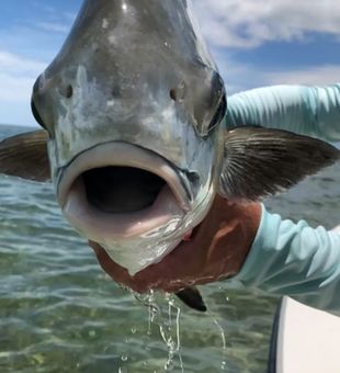 Florida Fishing Adventure Key Biscayne