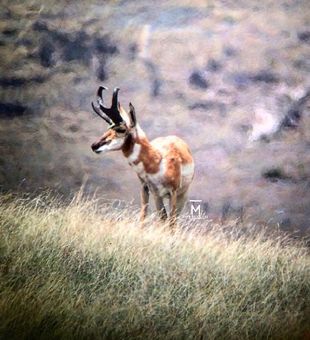 mule deer moments