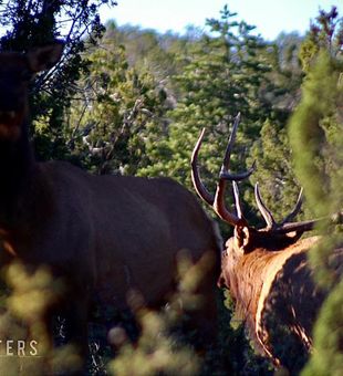 A big mule and a buck! 