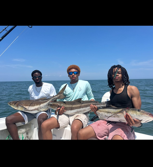 Chesapeake Bay Cobia Fishing