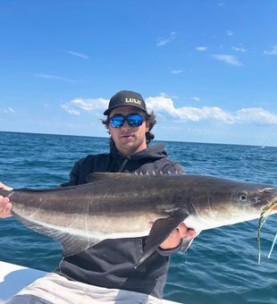 Fired-up Cobia with a bold strike!