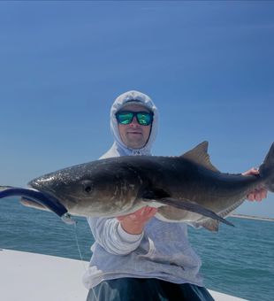 Virginia Beach cobia fishing success!