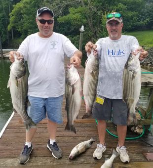 Striped Bass fishing in Smith Mountain Lake