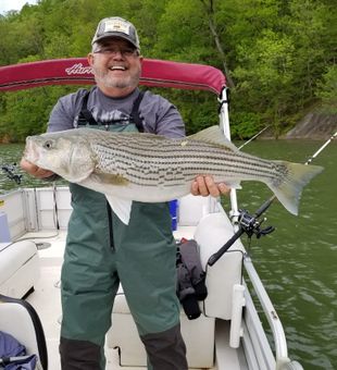 Striped Bass in Smith Mountain Lake