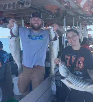 Loaded striped bass haul | Provincetown fishing charter