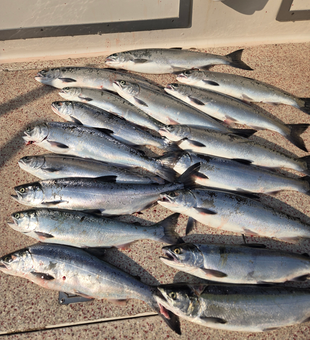 Eight beautiful Lake Superior Coho Salmon on deck!