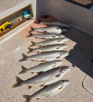 Nine beautiful lake trout from Knife River waters!