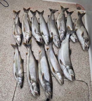 Incredible lake trout haul from Knife River waters!