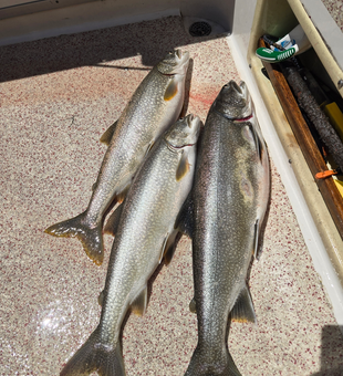 Three beautiful Lake Superior lake trout ready for the cooler!