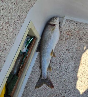 Beautiful Lake Trout caught in Knife River MN waters!