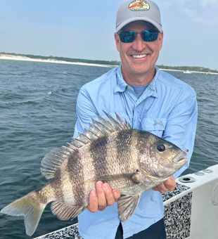 Sheepshead Catch in Pensacola Beach fishing!