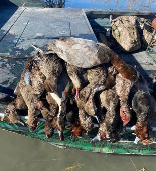 Port Aransas Duck Hunting