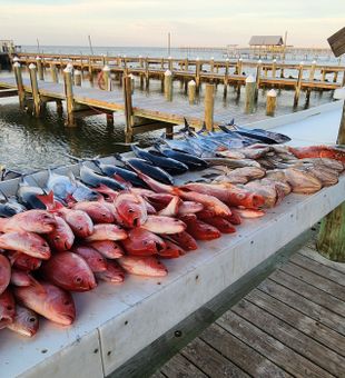 Vibrant haul of red snapper, tuna, and grouper.