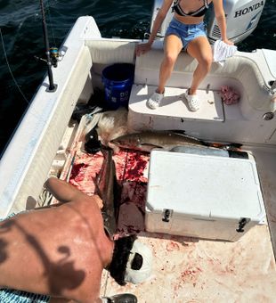 Fresh catch chaos—wild fish and raw action!