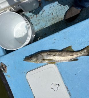 Two nice snook that I caught myself today in about 30 minutes there ￼about 26 inches long ￼