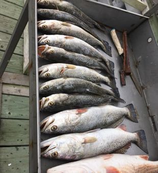Trout Haul! - Rancho Viejo, TX.