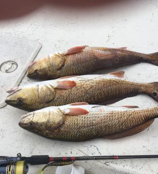 Redfish are Red - Rancho Viejo, TX.
