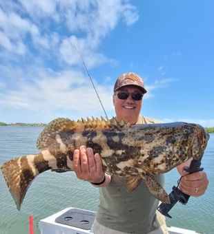 Massive goliath grouper catch on inshore fishing trip