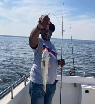 Atlantic Kingfish in Chesapeake Bay