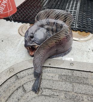 Nice catch on the Rye NH docks!