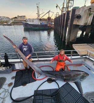 Massive thresher shark catch on charter
