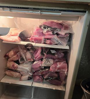 Frozen tuna fillets ready for packaging