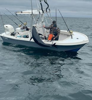 Striped Bass catch in Cape Cod Fishing Charter