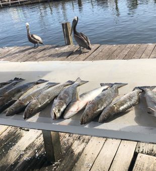 Galveston's Finest: Speckled Trout 🌟