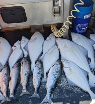 Assorted catches out here in Homer, Alaska fishing